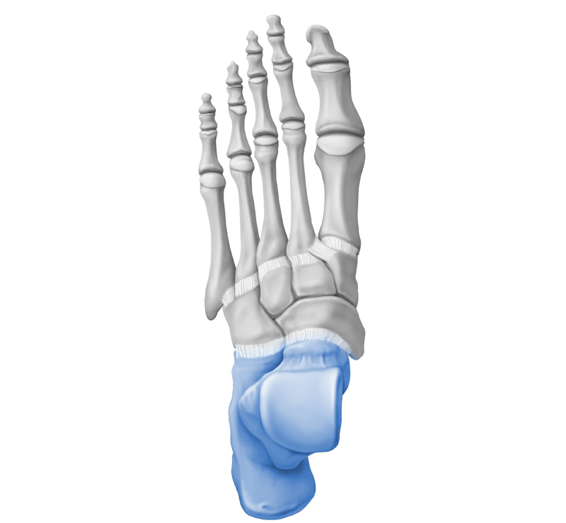 Arthrex - Foot and Ankle